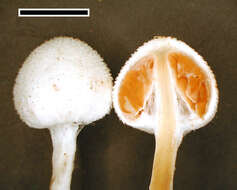 Image of Tympanella galanthina (Cooke & Massee) E. Horak 1971