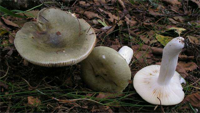 صورة Russula aeruginea Lindblad ex Fr. 1863