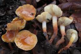 Image of Hypholoma