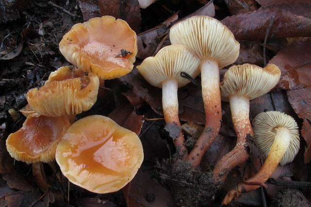 Imagem de Hypholoma