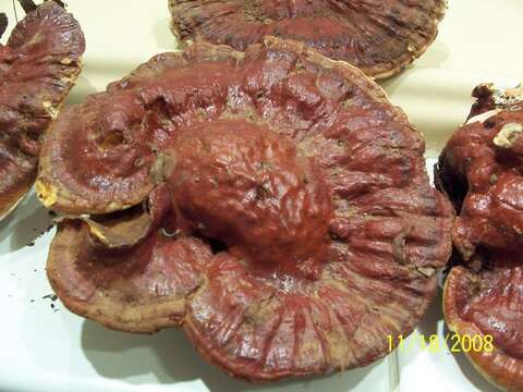 Слика од Ganoderma sessile Murrill 1902