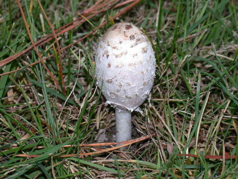 Image of Coprinus calyptratus Peck 1895