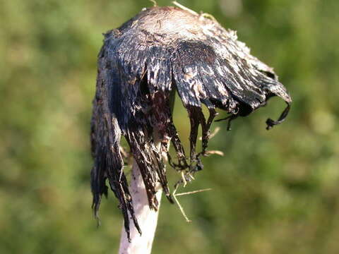 Image of Coprinus calyptratus Peck 1895