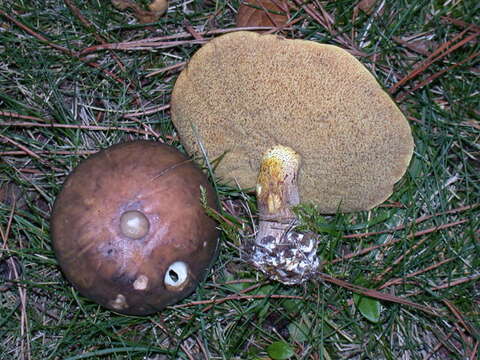 Image of Suillus pungens Thiers & A. H. Sm. 1964