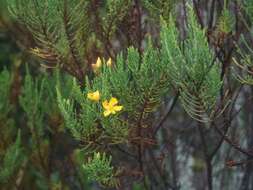 Imagem de Hypericum laricifolium Juss.