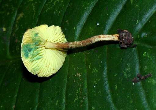 Image of <i>Lepiota trichroma</i> Montoya & Bandala 2006