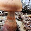 Слика од Cortinarius armillatus (Fr.) Fr. 1838