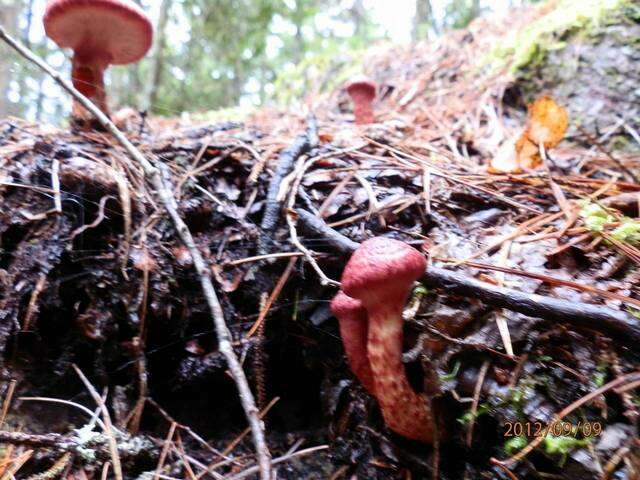 Imagem de Suillus spraguei (Berk. & M. A. Curtis) Kuntze 1898