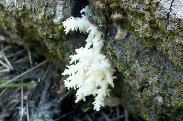 Image of tooth fungi