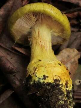 Image of Cortinarius viridirubescens M. M. Moser & Ammirati 1997