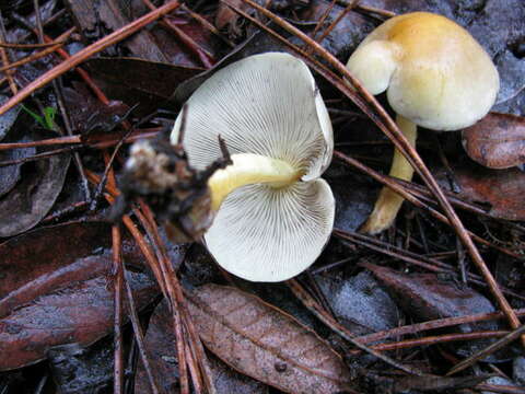 Image of Hypholoma