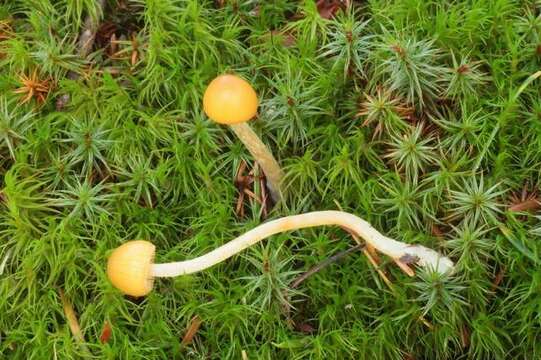 Image of Galerina vexans A. H. Sm. & Singer 1955