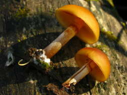 Image of Galerina