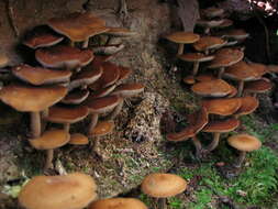 Image of Agrocybe firma (Peck) Singer 1940