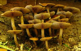 Agrocybe firma (Peck) Singer 1940 resmi