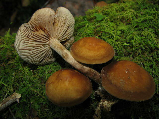 Image of Agrocybe firma (Peck) Singer 1940