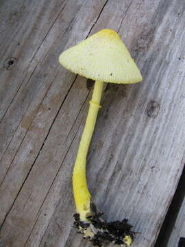 Image of Leucocoprinus