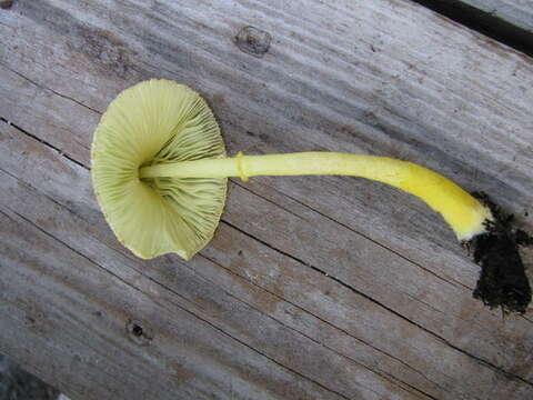 Image of Leucocoprinus