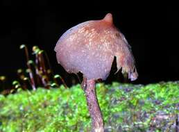 Image of Psilocybe yungensis Singer & A. H. Sm. 1958