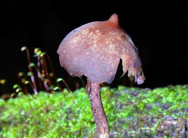 Plancia ëd Psilocybe yungensis Singer & A. H. Sm. 1958