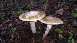 Image of Amanita