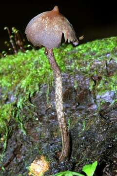 Image of Psilocybe yungensis Singer & A. H. Sm. 1958