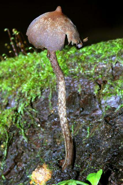 Plancia ëd Psilocybe yungensis Singer & A. H. Sm. 1958