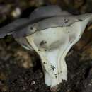 Helvella costifera Nannf. 1953 resmi