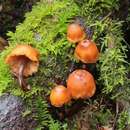 Gymnopilus picreus (Pers.) P. Karst. 1879 resmi