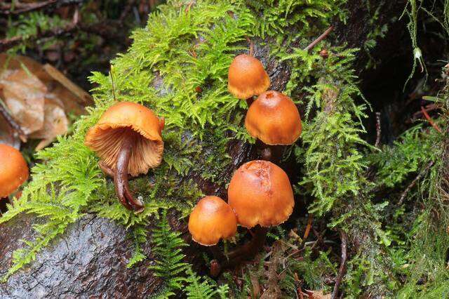 Gymnopilus resmi