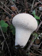 Imagem de Lycoperdon