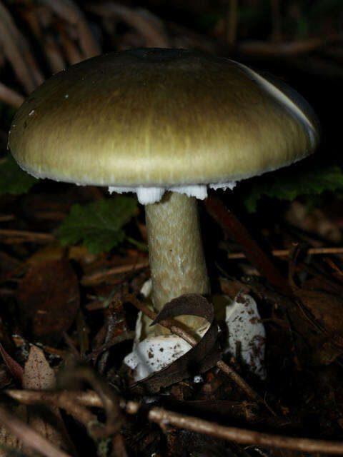 Image of Amanita