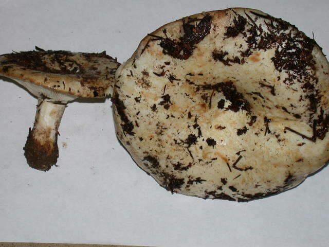 Russula brevipes Peck 1890 resmi