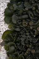 Image of jelly lichen