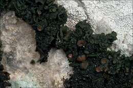 Image of jelly lichen