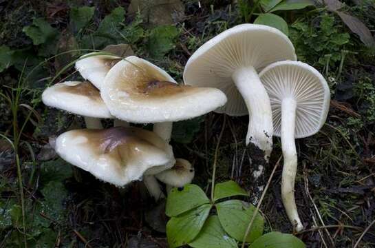 Hygrophorus bakerensis A. H. Sm. & Hesler 1942 resmi