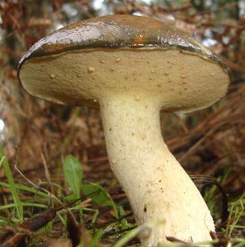 Image of Suillus pungens Thiers & A. H. Sm. 1964