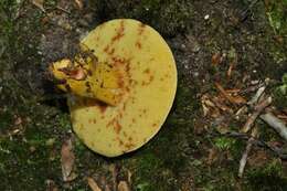 Image of Aureoboletus