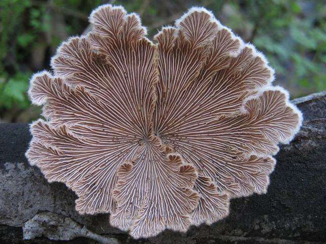 Image of Schizophyllaceae