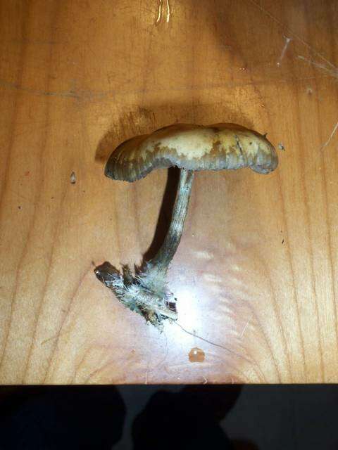 Image of Psilocybe