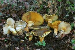 Image of Cortinarius ponderosus A. H. Sm. 1939