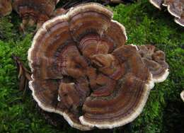 Image of Trametes