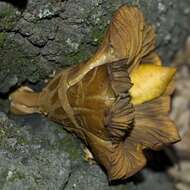 Imagem de Omphalotus