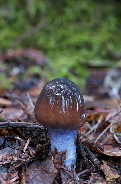 Image of Cortinarius vanduzerensis A. H. Sm. & Trappe 1972