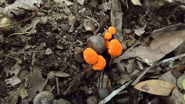 Cantharellus cinnabarinus (Schwein.) Schwein. 1832 resmi