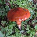 Image of Tricholoma ustaloides Romagn. 1954