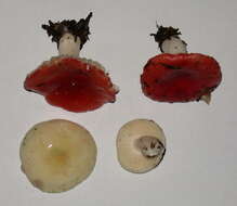 Image of Russula cremoricolor Earle 1902