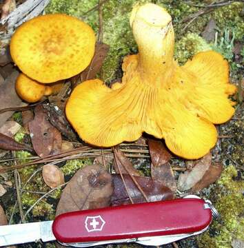 Imagem de Omphalotus subilludens (Murrill) H. E. Bigelow 1982