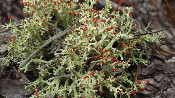 Image of cup lichen