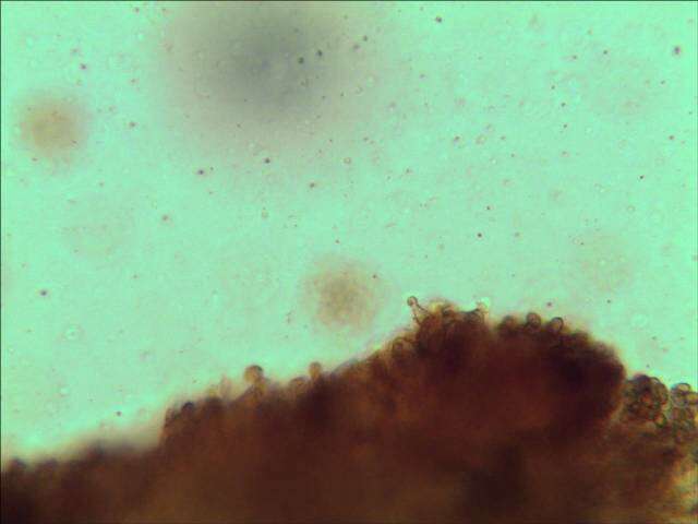 Image of Hymenogastraceae